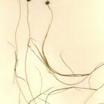 Attēlu rezultāti vaicājumam “Stuckenia filiformis leaf”