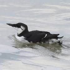 Image result for Uria aalge