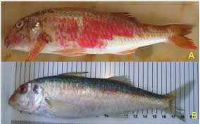 Image result for Mullus surmuletus