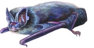 Attēlu rezultāti vaicājumam “Barbastella barbastellus”