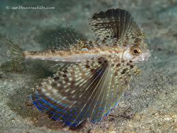 Image result for Dactylopterus volitans