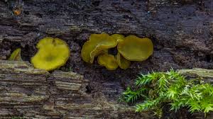 Attēlu rezultāti vaicājumam “Chlorencoelia versiformis”