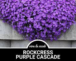 Attēlu rezultāti vaicājumam “Aubrieta deltoidea flower”