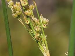 Attēlu rezultāti vaicājumam “Juncaceae”