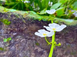 Attēlu rezultāti vaicājumam “Alisma plantago-aquatica flower”