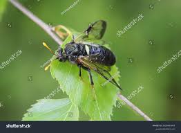 Attēlu rezultāti vaicājumam “Cimbicidae”