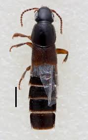 Attēlu rezultāti vaicājumam “Quedius dilatatus”