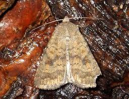 Attēlu rezultāti vaicājumam “Caradrina morpheus”