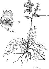 Attēlu rezultāti vaicājumam “Pulmonaria angustifolia fruit”