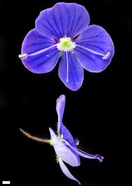 Attēlu rezultāti vaicājumam “Veronica chamaedrys flower”