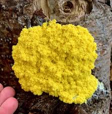 Attēlu rezultāti vaicājumam “Fuligo septica var. candida plasmodium”