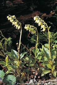 Attēlu rezultāti vaicājumam “Orthilia secunda flower”