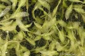 Attēlu rezultāti vaicājumam “Lemna trisulca”