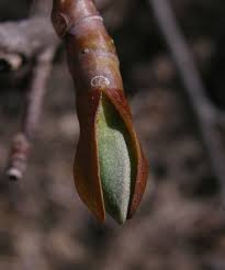 Attēlu rezultāti vaicājumam “Liriodendron tulipifera bud”