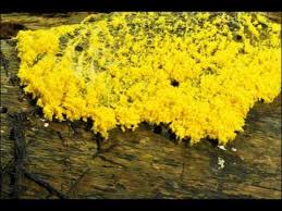 Attēlu rezultāti vaicājumam “Fuligo septica cf. rufa plasmodium”