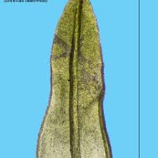 Attēlu rezultāti vaicājumam “Barbula unguiculata macro”