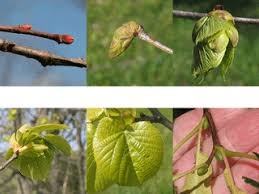 Attēlu rezultāti vaicājumam “Tilia cordata bud”