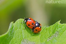 Attēlu rezultāti vaicājumam “Coccinella septempunctata”