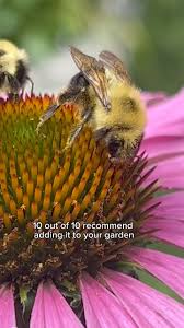 Attēlu rezultāti vaicājumam “Echinacea purpurea flower”