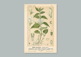 Attēlu rezultāti vaicājumam “Lamium album”