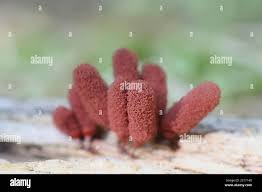 Attēlu rezultāti vaicājumam “Arcyria imperialis spores”