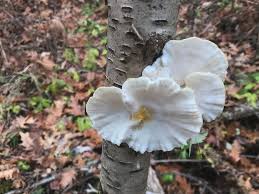 Attēlu rezultāti vaicājumam “Tyromyces chioneus”