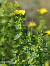Attēlu rezultāti vaicājumam “Hypericum maculatum”