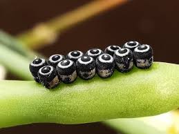 Attēlu rezultāti vaicājumam “Cribraria costata”