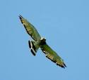 Red-tailed Hawk, Identification, All About Birds - Cornell Lab of ...