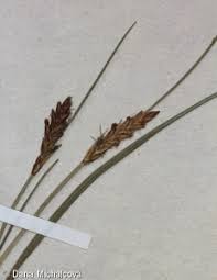 Attēlu rezultāti vaicājumam “Blysmus compressus”