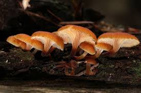 Attēlu rezultāti vaicājumam “Xeromphalina campanella”