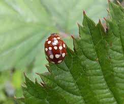 Attēlu rezultāti vaicājumam “Calvia quatuordecimguttata”