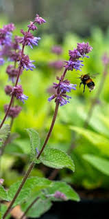 Attēlu rezultāti vaicājumam “Salvia verticillata”