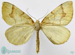 Attēlu rezultāti vaicājumam “Eulithis sp.”