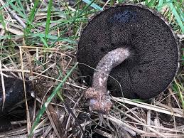 Attēlu rezultāti vaicājumam “Strobilomyces strobilaceus”