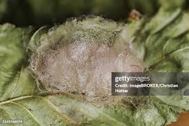 Attēlu rezultāti vaicājumam “Calliteara pudibunda larva”