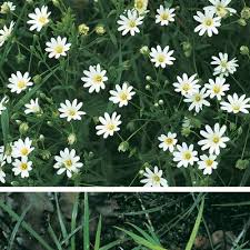 Attēlu rezultāti vaicājumam “Stellaria holostea”