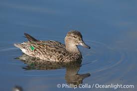 Image result for Anas discors