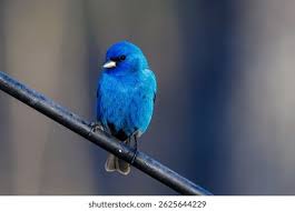 Image result for Passerina cyanea