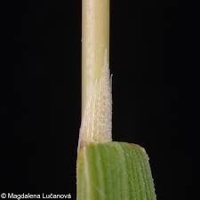 Attēlu rezultāti vaicājumam “Agrostis canina leaf”