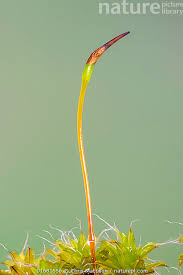 Attēlu rezultāti vaicājumam “Syntrichia ruralis var. ruralis”