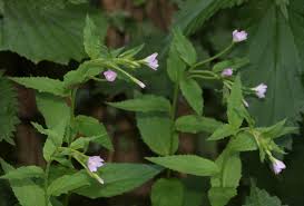 Attēlu rezultāti vaicājumam “Epilobium montanum flower”