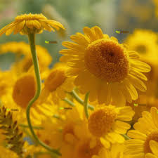 Attēlu rezultāti vaicājumam “Anthemis tinctoria flower”