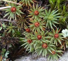Attēlu rezultāti vaicājumam “Polytrichum piliferum sporophyte”