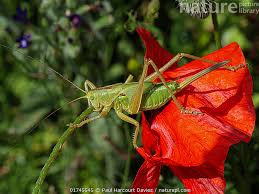 Attēlu rezultāti vaicājumam “Tettigonia cantans”