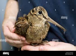 Attēlu rezultāti vaicājumam “Scolopax rusticola juvenile”