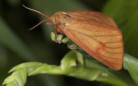 Attēlu rezultāti vaicājumam “Diacrisia sannio female”