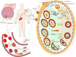 Attēlu rezultāti vaicājumam “Lignydium muscorum plasmodium”