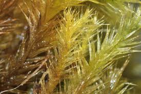 Attēlu rezultāti vaicājumam “Tomentypnum nitens”