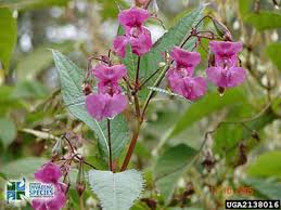 Image result for Impatiens glandulifera
